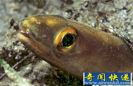 全球最丑陋鱼类大盘带你 亚洲羊头鱼酷似史莱克