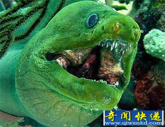 全球最丑陋鱼类大盘带你 亚洲羊头鱼酷似史莱克