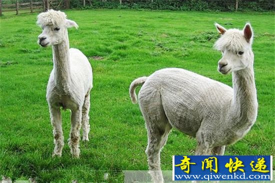 外国十大国宝大盘点 心都要被它们萌化了