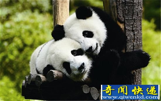 中国十大濒危野生动物 男子捕猎猫头鹰获刑7年