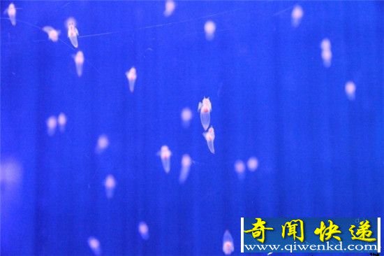 日本展出珍稀冰海精灵 如天使般梦幻唯美