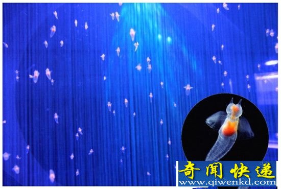 日本展出珍稀冰海精灵 如天使般梦幻唯美