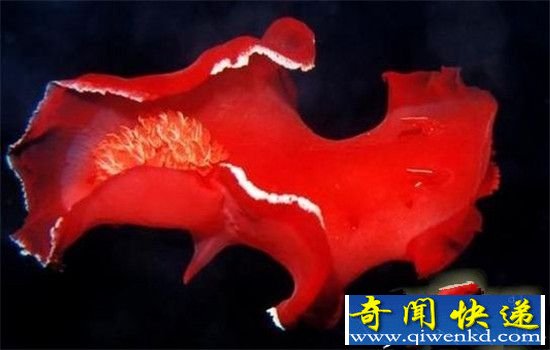 动物界十大舞蹈家!轻盈优雅多为求偶