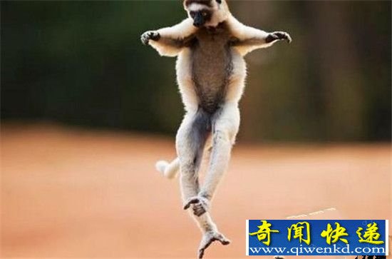 动物界十大舞蹈家!轻盈优雅多为求偶