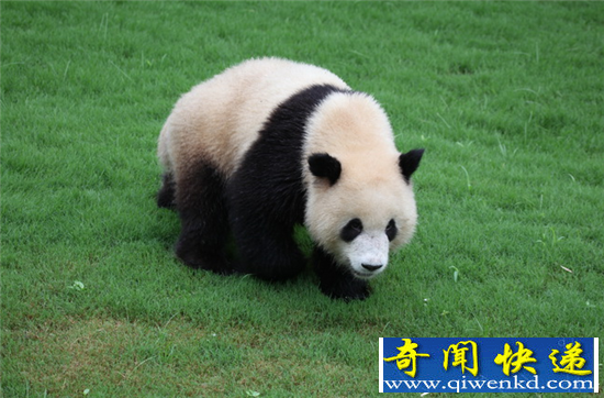 大熊猫你不知道的五件事 为夺性伴侣凶猛残暴