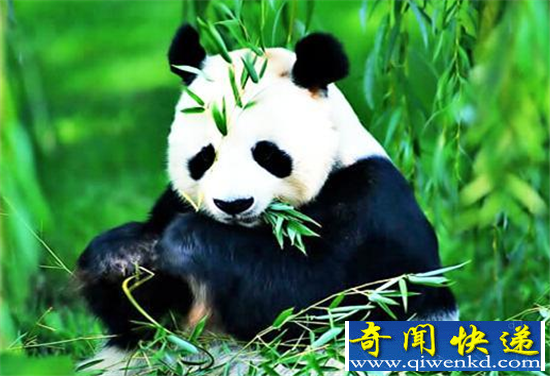大熊猫你不知道的五件事 为夺性伴侣凶猛残暴