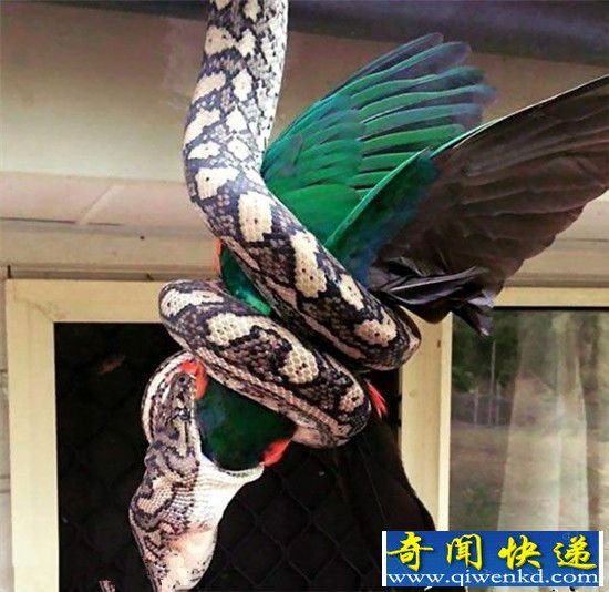 实拍澳大利亚巨型大蟒 飞天活吞鹦鹉的场面