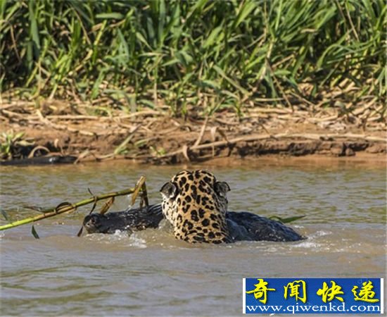 实拍:美洲豹猎杀鳄鱼 生死对决结局意外