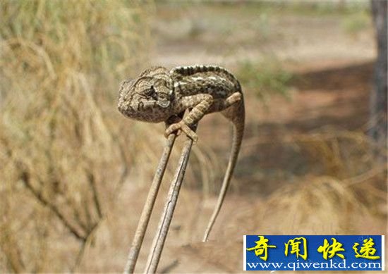 世界九大怪异动物 行走鱼vs幽灵蝙蝠