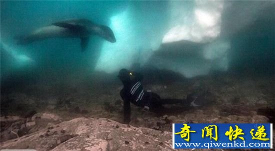 南极海豹对镜自嗨 全球十大蠢萌动物盘点