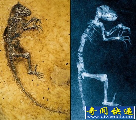 远古巨蛇身长超过巴士 盘点十大古生物发现