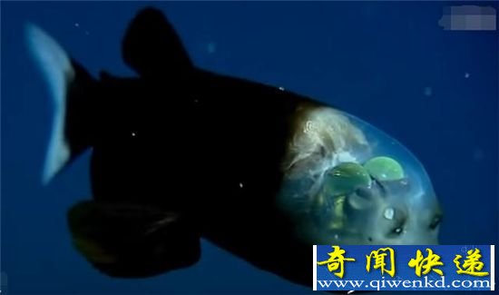 生物学大发现:神秘生物 脑袋透明的鱼