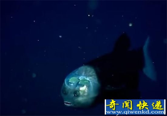 生物学大发现:神秘生物 脑袋透明的鱼