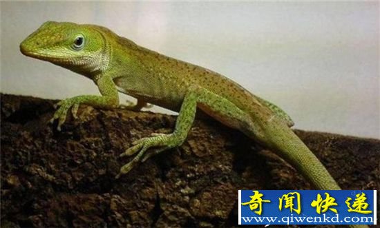 生物大进化:当代进化最快的动物 一切为了生存
