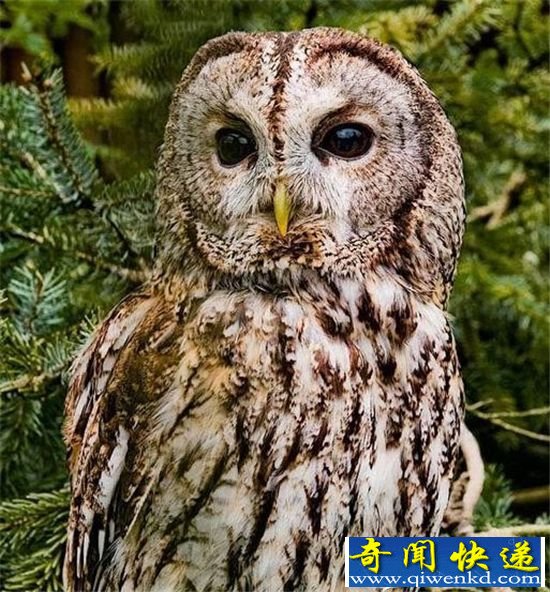 生物大进化:当代进化最快的动物 一切为了生存