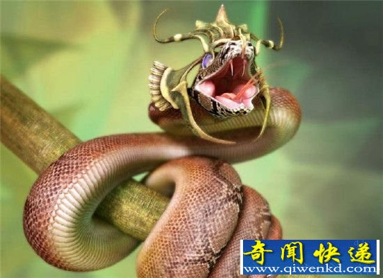 这么长寿的蛇 活500年都不一定见过