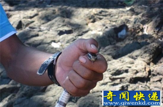 这么长寿的蛇 活500年都不一定见过