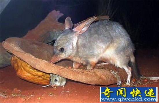 澳大利亚境内最“神秘”生物 巨型兔耳袋狸萌萌哒