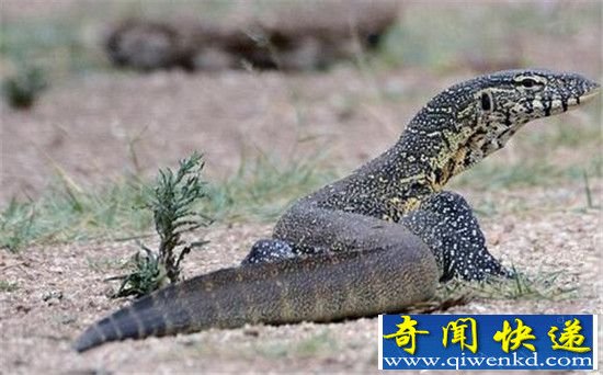 澳大利亚境内最“神秘”生物 巨型兔耳袋狸萌萌哒