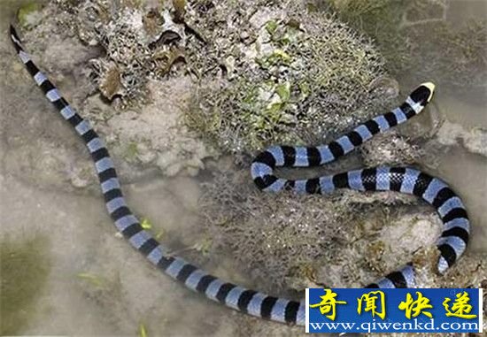 全球毒王排行榜 自然界剧毒动物盘点