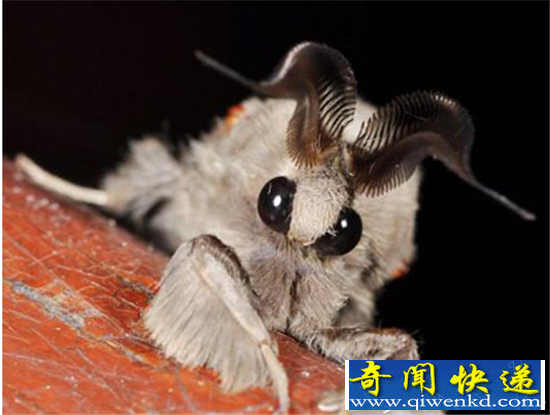 全球13中不可思议动物盘点 长相酷似外星生物