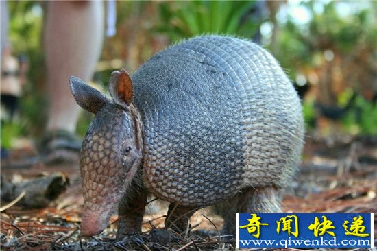 怪兽出没!地球上真实存在的野兽你看过几个?