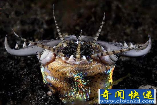 博比特虫能吃吗?巨型博比特虫有天敌吗?