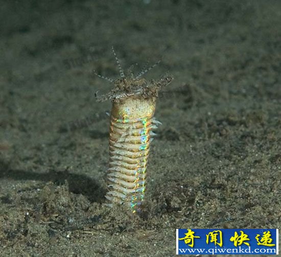 博比特虫能吃吗?巨型博比特虫有天敌吗?