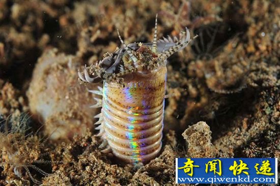 博比特虫能吃吗?巨型博比特虫有天敌吗?