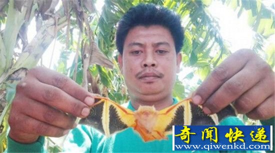 泰国奇异彩色蝙蝠 揭秘蝙蝠十大冷知识