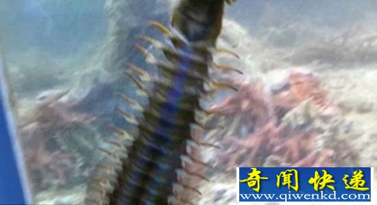鱼缸藏近1米大虫吓坏网友 博比特虫口器不小