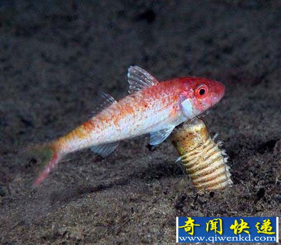 鱼缸藏近1米大虫吓坏网友 博比特虫口器不小