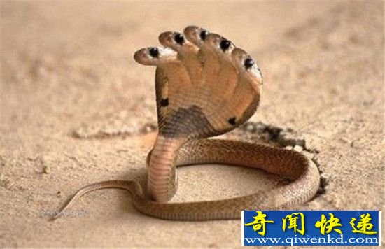 印度五头蛇是真的吗?