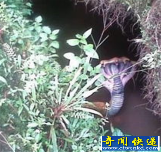 印度五头蛇是真的吗?