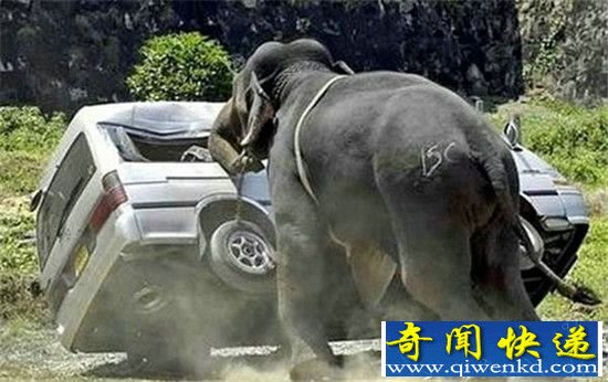 动物园经理被踩死:起因竟是大象发情!