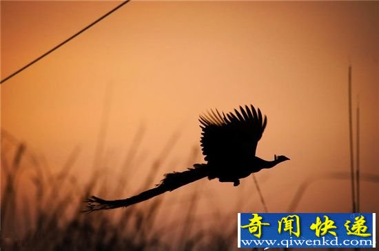 真的不是凤凰吗?孔雀高飞的绝美瞬间