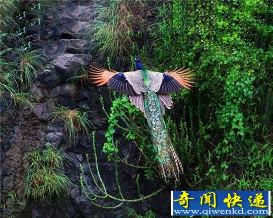 真的不是凤凰吗?孔雀高飞的绝美瞬间