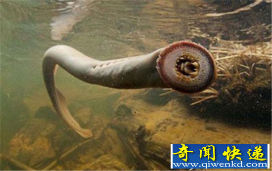 全球十大上亿年古生物 最古老生物存在35亿年