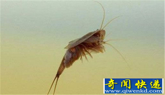 全球十大上亿年古生物 最古老生物存在35亿年