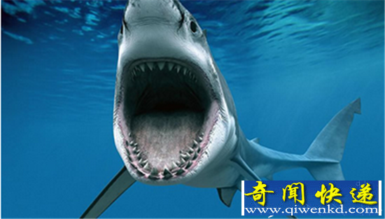 动物界八大“辟谷”动物盘点 洞螈可十年不吃不喝