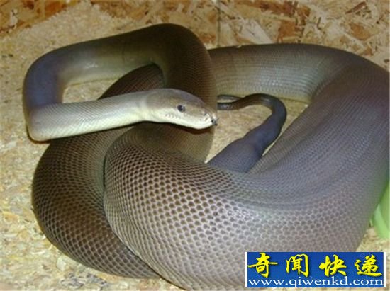 实拍橄榄蟒吞食鳄鱼 场面相当激烈劲爆