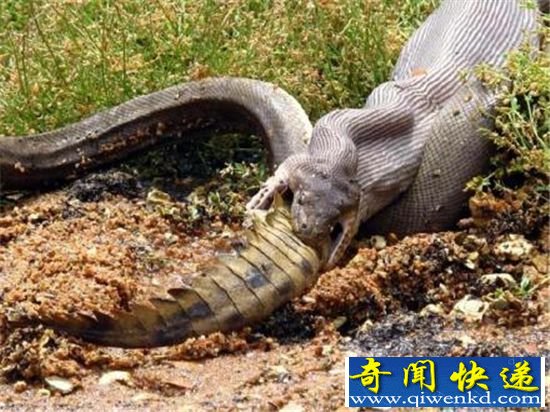 实拍橄榄蟒吞食鳄鱼 场面相当激烈劲爆