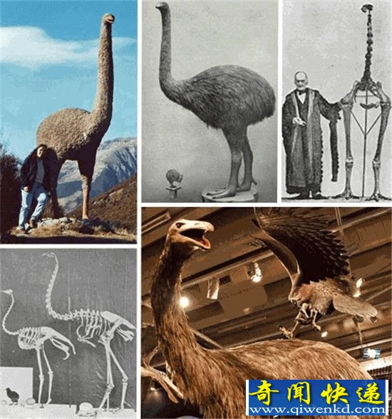 远古灭绝生物大盘点 史前巨猿竟是金刚前身
