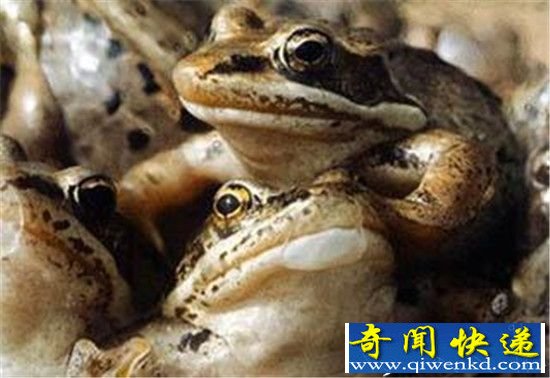 动物界僵尸动物大盘点 僵尸老鼠狼蛛均上榜
