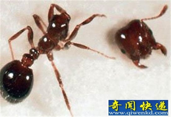 动物里竟也有僵尸!六大僵尸动物你认识几个?