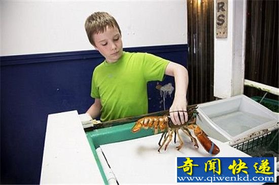 美国渔夫捕获双色龙虾 出现概率亿分之一!