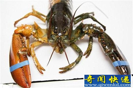 美国渔夫捕获双色龙虾 出现概率亿分之一!