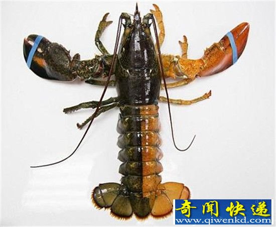 美国渔夫捕获双色龙虾 出现概率亿分之一!