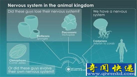 动物出门不带脑子?没脑子已成为一种进化方向!