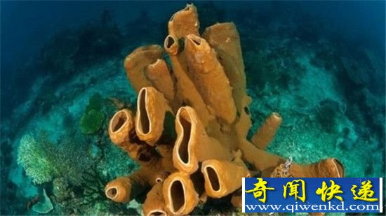 动物出门不带脑子?没脑子已成为一种进化方向!